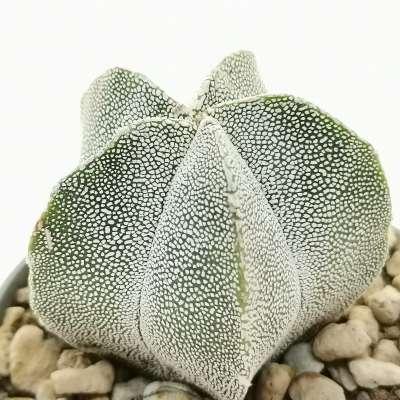 Astrophytum myriostigma cv. Onzuka - Giromagi