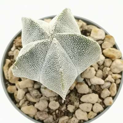 Astrophytum myriostigma cv. Onzuka - Giromagi