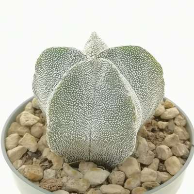 Astrophytum myriostigma cv. Onzuka - Giromagi