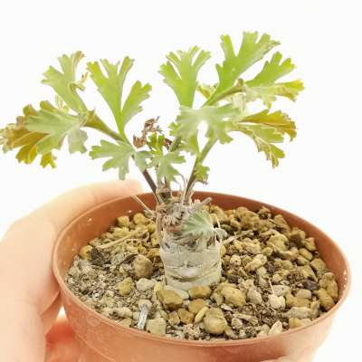 Pelargonium carnosum - Giromagi