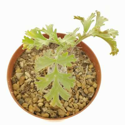 Pelargonium carnosum - Giromagi