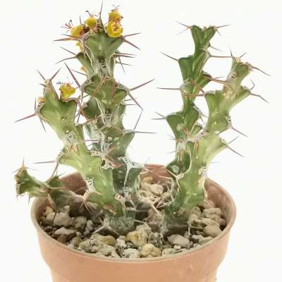 Euphorbia lenewtonii - Giromagi