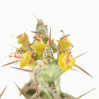 Euphorbia lenewtonii - Giromagi