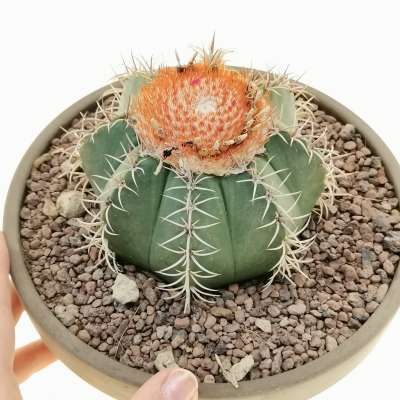 Melocactus matanzanus