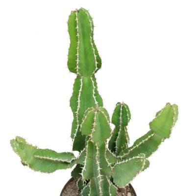 Euphorbia avasmontana - Giromagi
