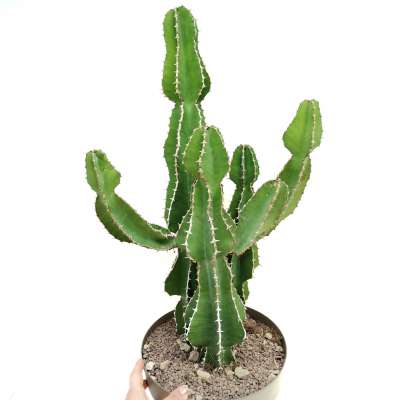 Euphorbia avasmontana - Giromagi