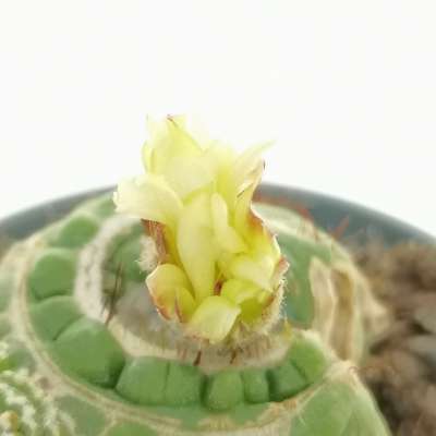 Notocactus werdermannianus f. mostruosa spiralis (own roots) - Giromagi