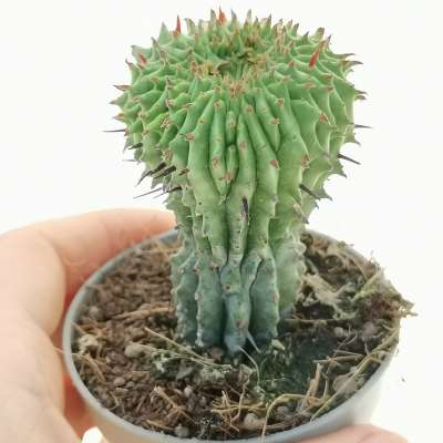 Euphorbia horrida f. crestata