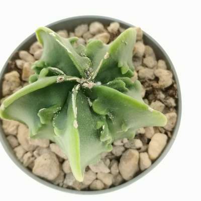 Astrophytum hybrid cv. Fukuryu (type B) nudum - Giromagi