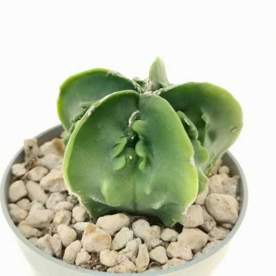 Astrophytum hybrid cv. Fukuryu (type B) nudum - Giromagi