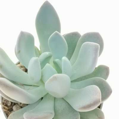Pachyveria 'Corvus' - Giromagi