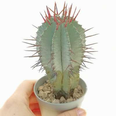 Euphorbia horrida