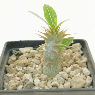 Pachypodium rosulatum ssp. makayense - Giromagi