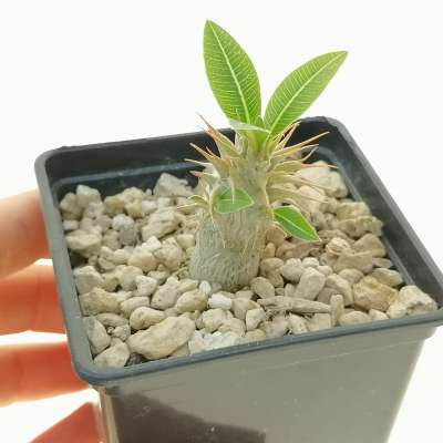 Pachypodium rosulatum ssp. makayense - Giromagi
