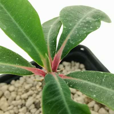 Euphorbia viguieri (red veins) - Giromagi
