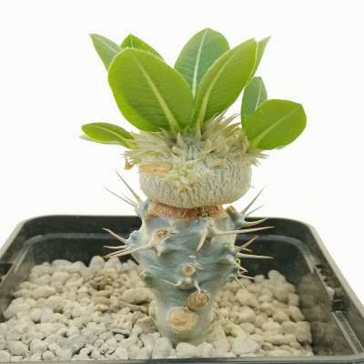 Pachypodium brevicaule ssp. leucoxanthum - Giromagi