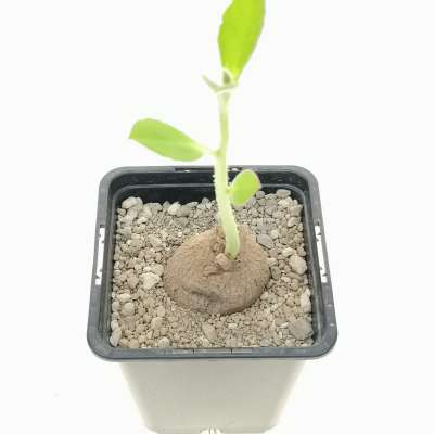 Monadenium echinulatum (Dodoma ,Tanzania) - Giromagi