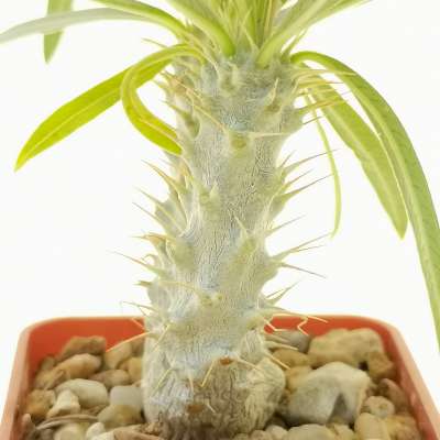 Pachypodium rosulatum subs. gracilius f. dicotomica (Isalo) - Giromagi