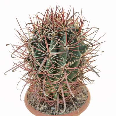 Ferocactus wislizeni subs. ajoensis 17 cm. | Cactaceae - Giromagi ...