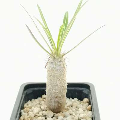 Pachypodium cactipes - Giromagi
