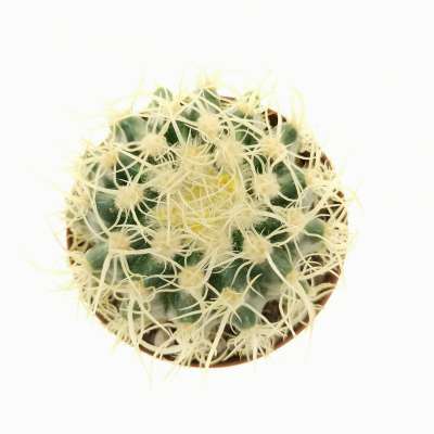 Echinocactus grusonii cv. Superkraukopf - Giromagi
