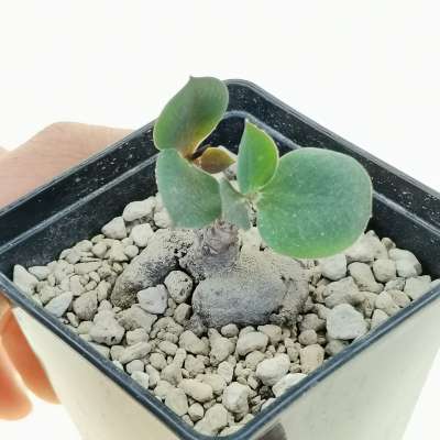 Monadenium orobanchoides - Giromagi