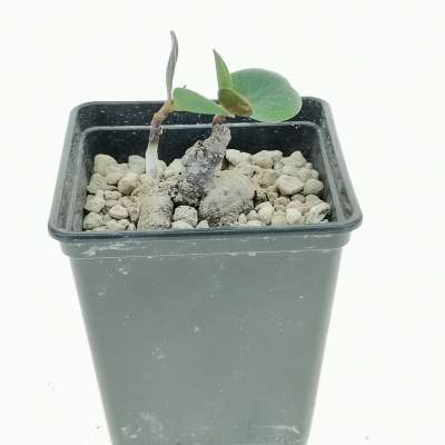 Monadenium orobanchoides - Giromagi