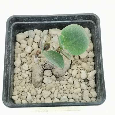 Monadenium orobanchoides - Giromagi