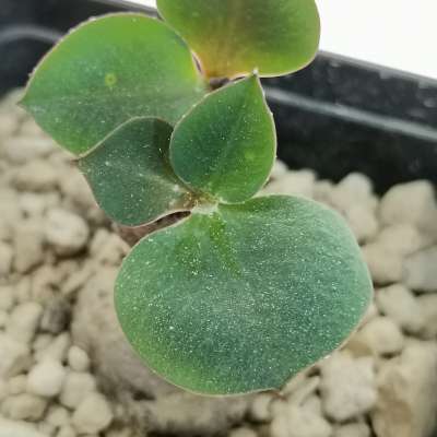Monadenium orobanchoides - Giromagi
