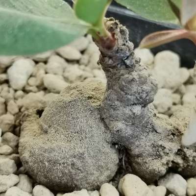 Monadenium orobanchoides - Giromagi