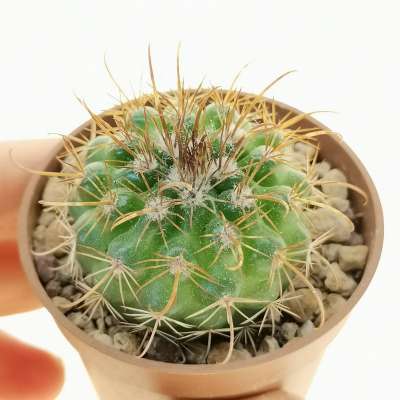 Parodia Subterranea hybrid 5,5 cm. | Cactaceae - Giromagi vendita ...