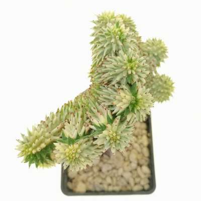 Euphorbia susannae f. crestata variegata - Giromagi