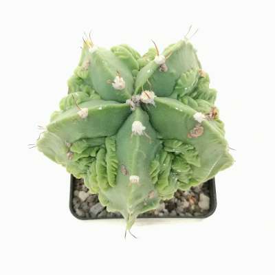 Astrophytum ornatum cv. fukuryu hannya - Giromagi