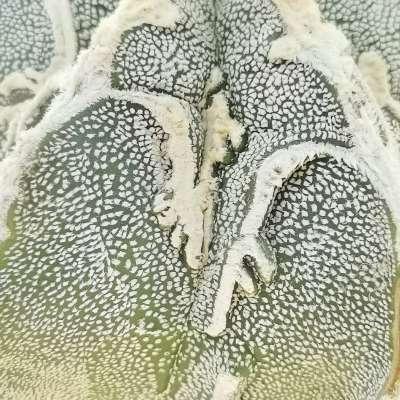 Astrophytum myriostigma cv. Fukuryu Haku-jo Hania (Japan selection) - Giromagi