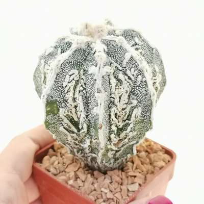 楽天市場】H&E社 一点物 高さ約15cm 巨大 約1.8KG オルゴナイト