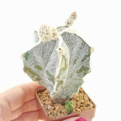 Astrophytum hybrid (Myriostigma x Ornatum) cv. Haku-jo (Japan selection)