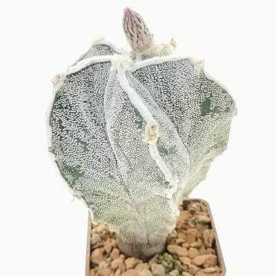 Astrophytum hybrid (myriostigma x ornatum) cv. Haku-Jo (Japan selection) - Giromagi