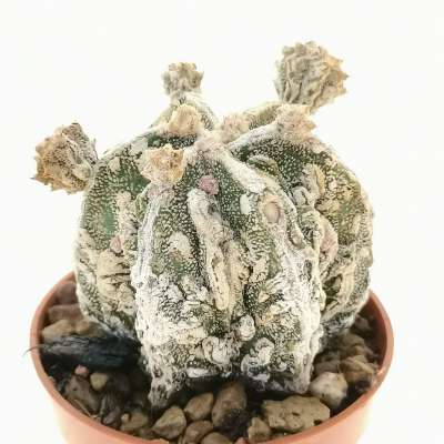 Astrophytum myriostigma cv. Fukuryu hakuun Haku-jo f. prolifera - Giromagi