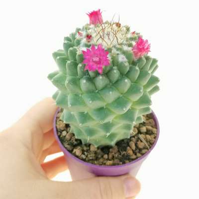 Mammillaria polythele cv. Stachellos