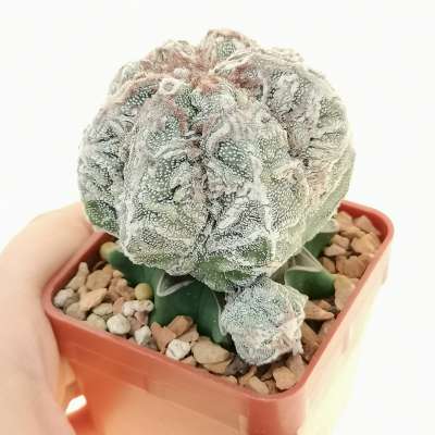 大特価!! cv. myriostigma Astrophytum Fukuryu (Japan Haku-jo Red チャーム