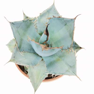 Agave titanota cv. White Ice 21,5 cm. | Agavaceae - Giromagi vendita piante  grasse