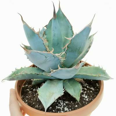 Agave titanota cv. White Ice 21,5 cm. | Agavaceae - Giromagi