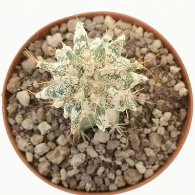 Astrophytum ornatum cv. Kikko Hakuun - Giromagi