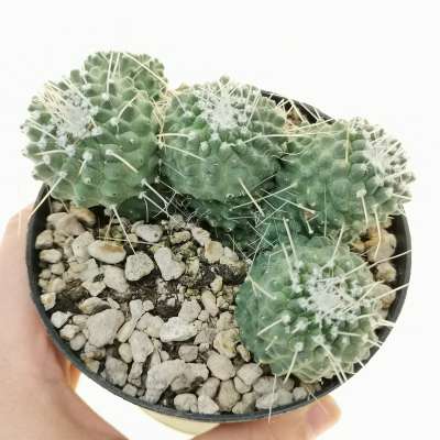 Mammillaria spinosissima cv. un Pico f. prolifera