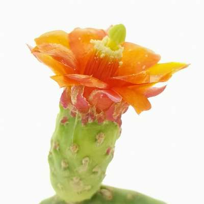 Opuntia inamoena - Giromagi