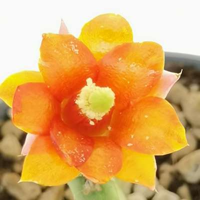 Opuntia inamoena - Giromagi