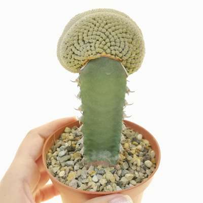Euphorbia piscidermis f. crestata