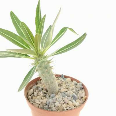 Pachypodium rosulatum - Giromagi