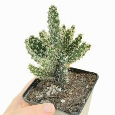 Opuntia polyacantha cv. Peter Pan