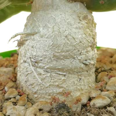 Euphorbia stellata - Giromagi